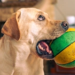 Слот игра The Dog House Megaways с собачками и яркой графикой