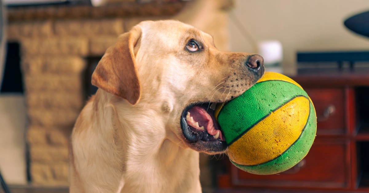 Слот игра The Dog House Megaways с собачками и яркой графикой